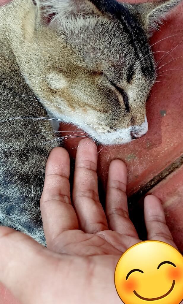 Manfaat Segudang Kumis Kucing, Nemu Di Dekat Rumah Nih!