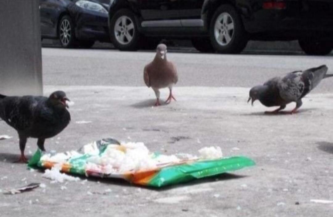Tak Ada Yang Menyangka Ternyata 8 Potret Ini Hasil Karya Seekor Anjing