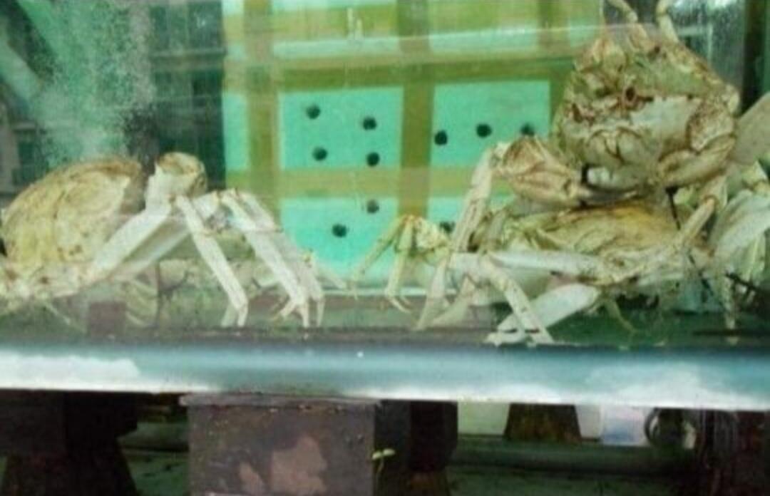 Tak Ada Yang Menyangka Ternyata 8 Potret Ini Hasil Karya Seekor Anjing