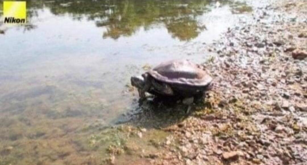 Tak Ada Yang Menyangka Ternyata 8 Potret Ini Hasil Karya Seekor Anjing