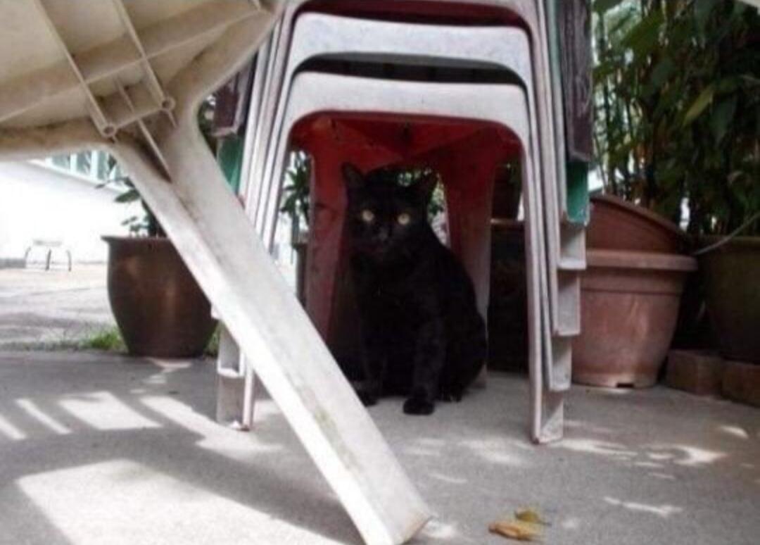 Tak Ada Yang Menyangka Ternyata 8 Potret Ini Hasil Karya Seekor Anjing