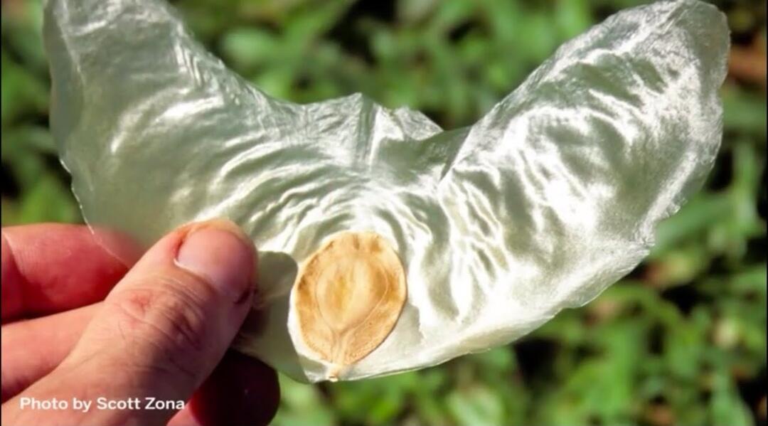 5 Tumbuhan Tak Lazim dengan Wujud Aneh yang Akan Membuatmu Bingung