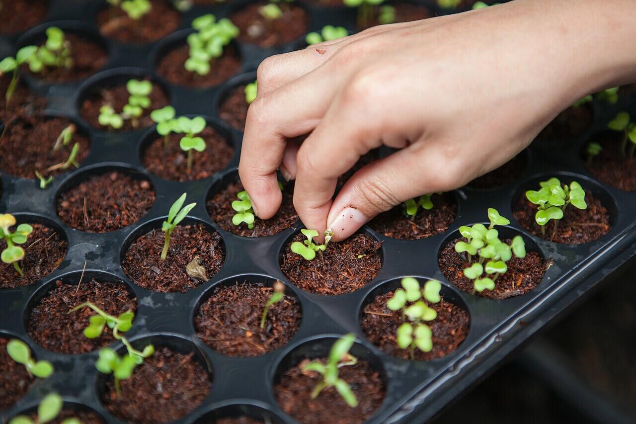 Penerapan Smart Farming pada Sektor Pertanian di Kota Surabaya