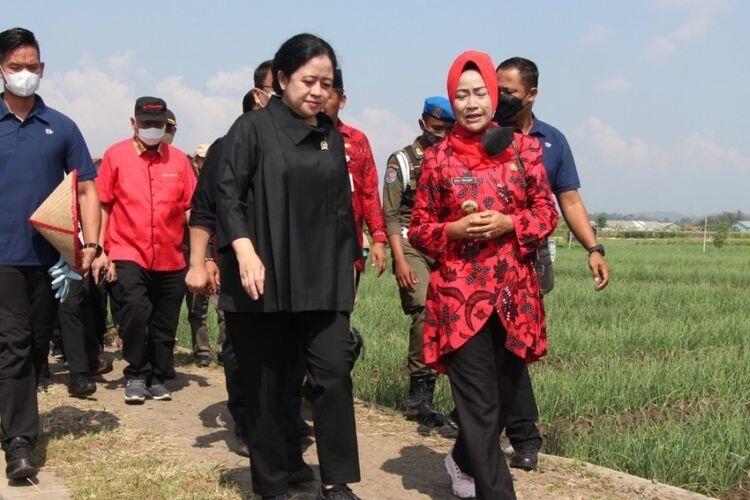 'Hanya di Era Puan, Petani Bisa Maju', Momen Puan Tanam Padi Maju Mestinya Mundur
