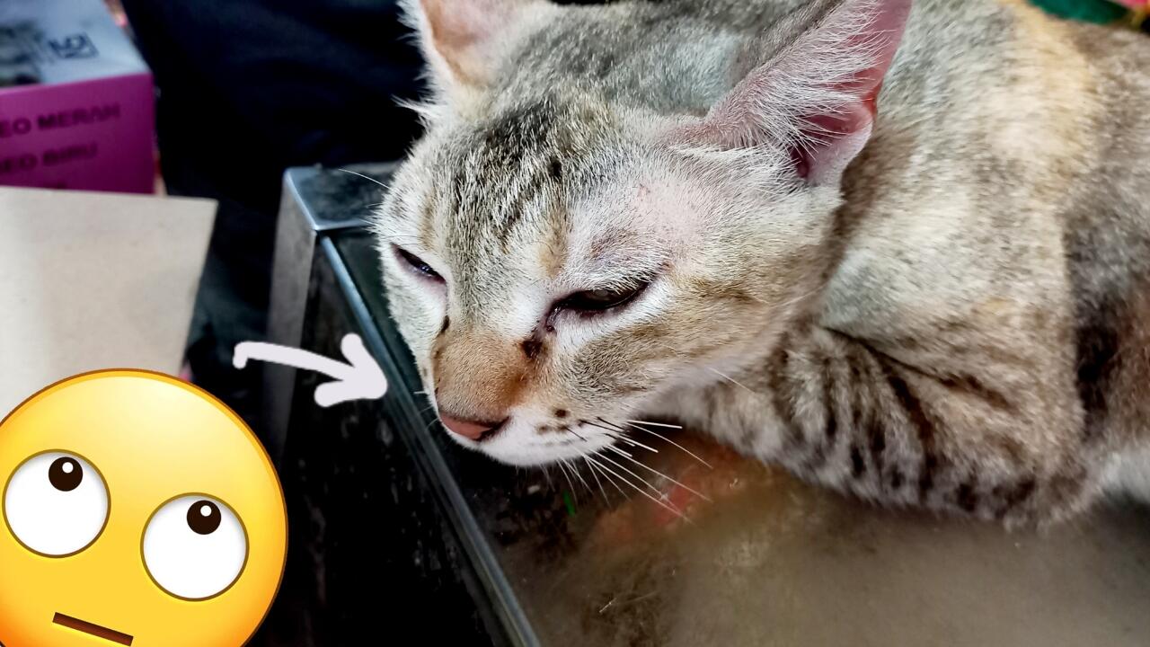 Manusia Seharusnya Malu Dengan Si Kucing Oka Ini (Pelajaran Hidup)