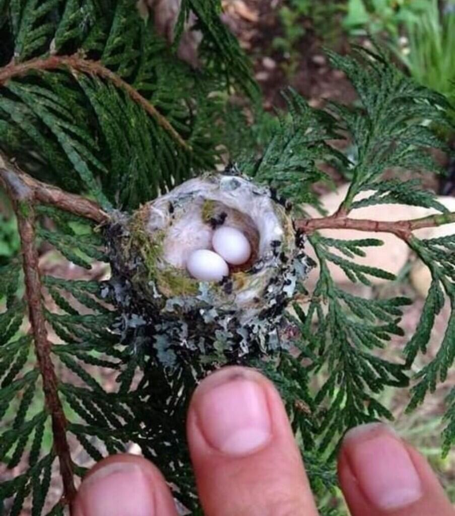 Bee Hummingbird — Burung ini Kecil Sekali, Seukuran Kurang Dari Jarimu