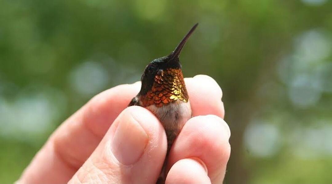 Bee Hummingbird — Burung ini Kecil Sekali, Seukuran Kurang Dari Jarimu