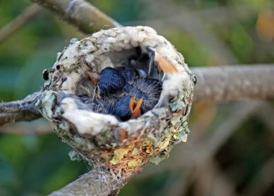 Bee Hummingbird — Burung ini Kecil Sekali, Seukuran Kurang Dari Jarimu