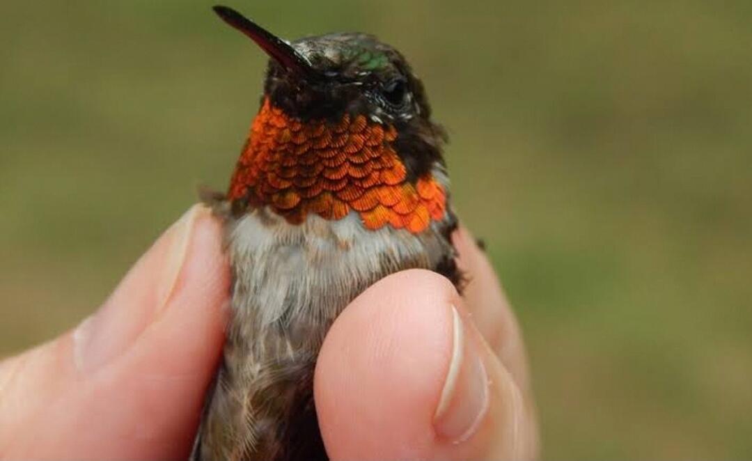 Bee Hummingbird — Burung ini Kecil Sekali, Seukuran Kurang Dari Jarimu