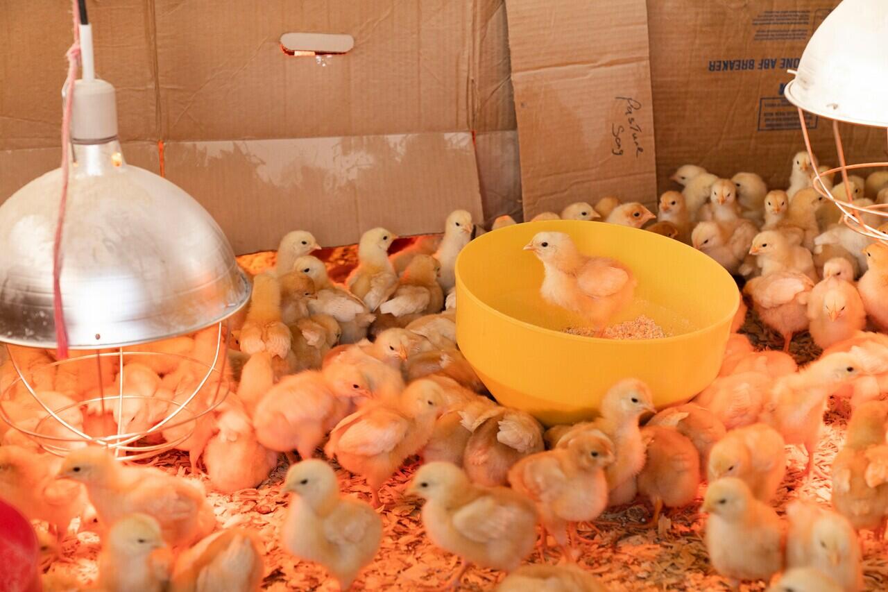 Kandang Ayam Berbasis Internet of Things Ciptaan Mahasiswa Fakultas Peternakan UGM