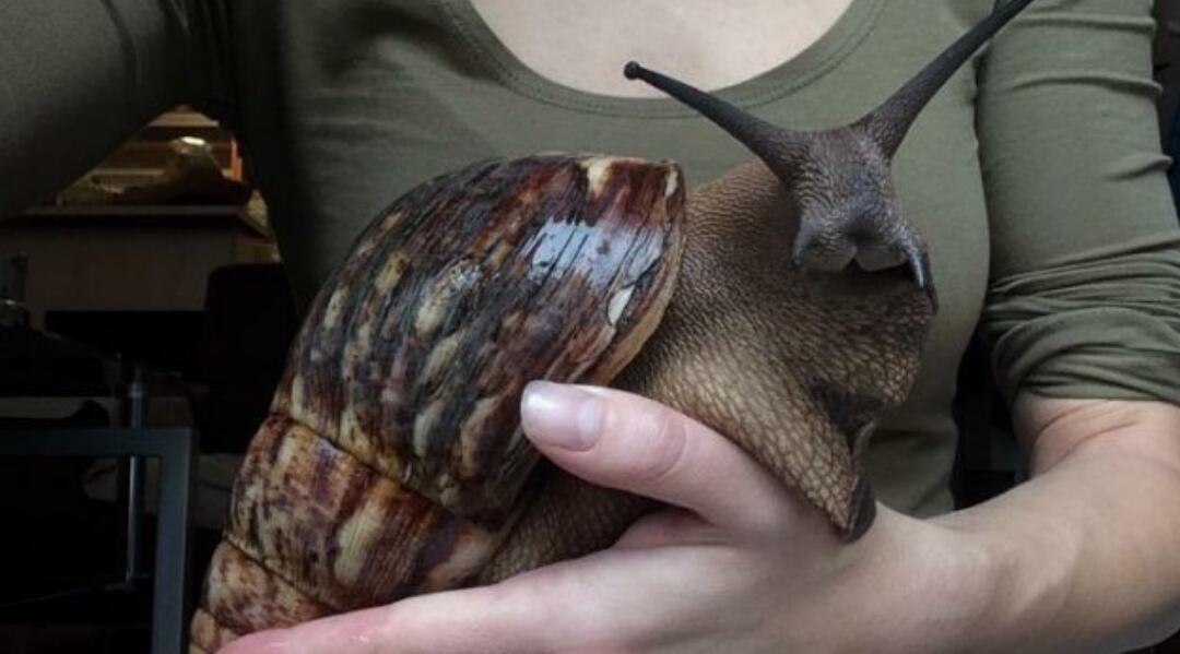 African Giant Snail — Bekicot XXL ini Cocok Menjadi Peliharaanmu