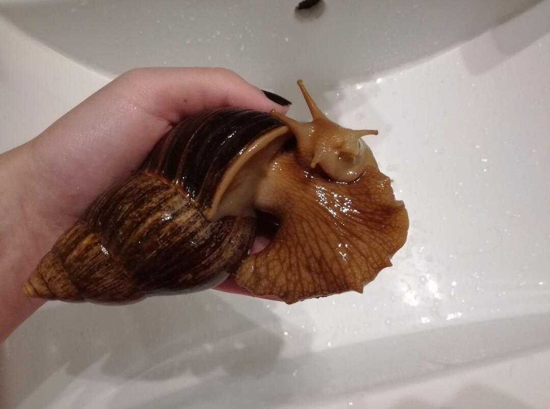 African Giant Snail — Bekicot XXL ini Cocok Menjadi Peliharaanmu