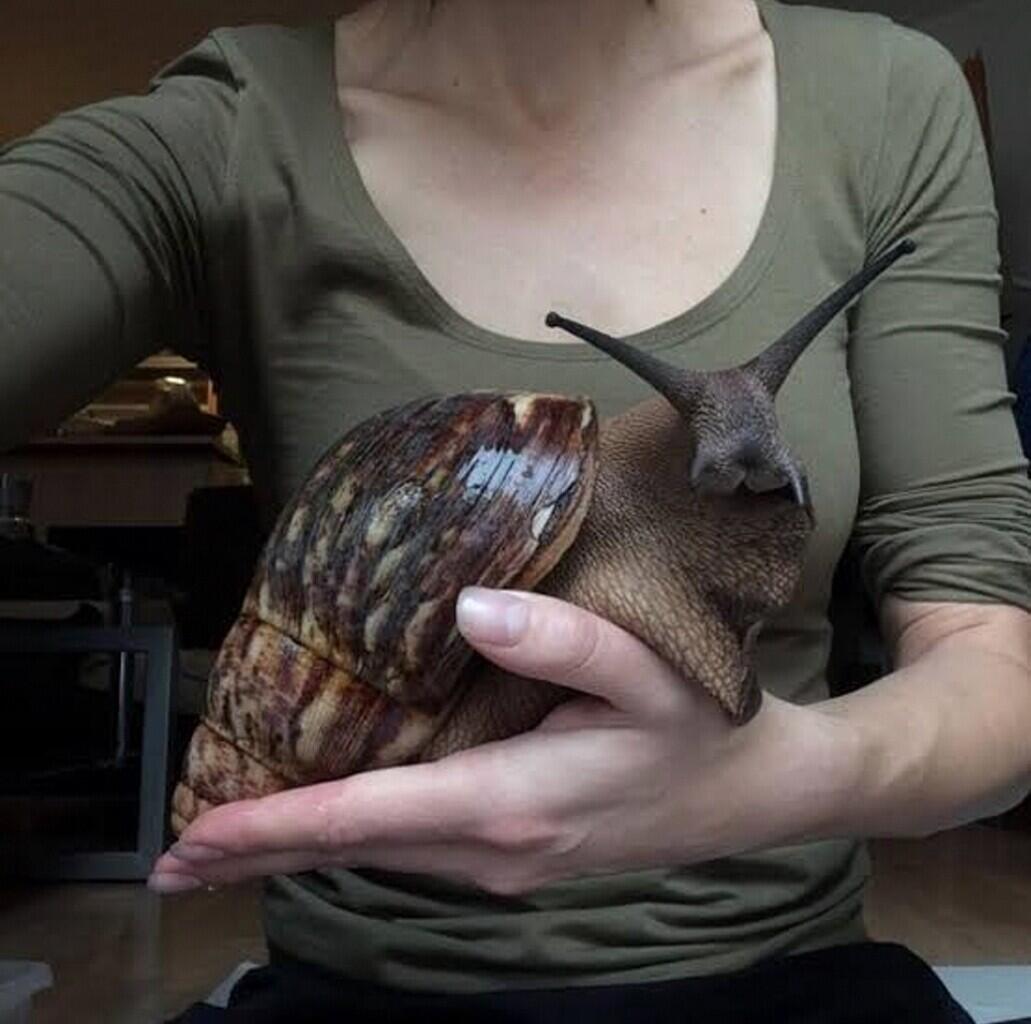 African Giant Snail — Bekicot XXL ini Cocok Menjadi Peliharaanmu