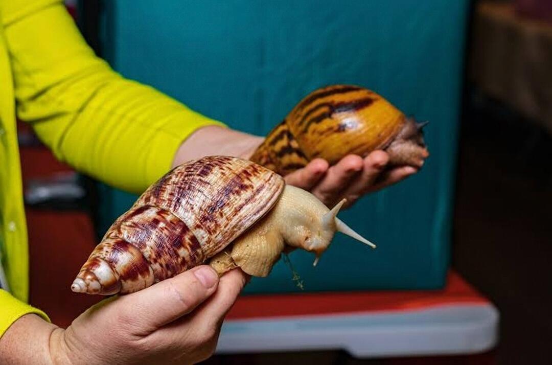 African Giant Snail — Bekicot XXL ini Cocok Menjadi Peliharaanmu