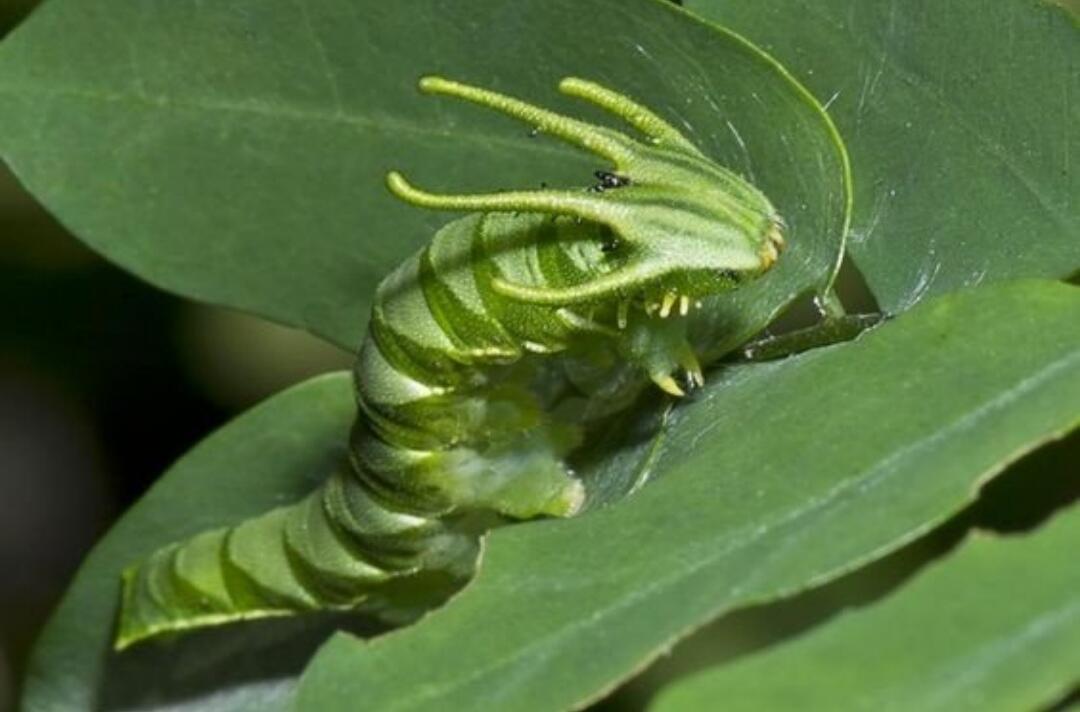 Dragonheaded Caterpillar — Ulat Bulu Berkepala Naga yang Akan Membuatmu Takjub