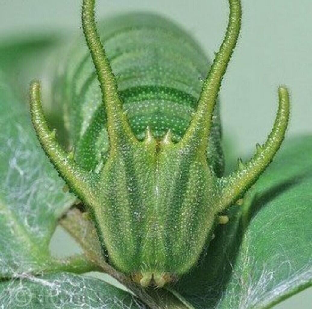 Dragonheaded Caterpillar — Ulat Bulu Berkepala Naga yang Akan Membuatmu Takjub