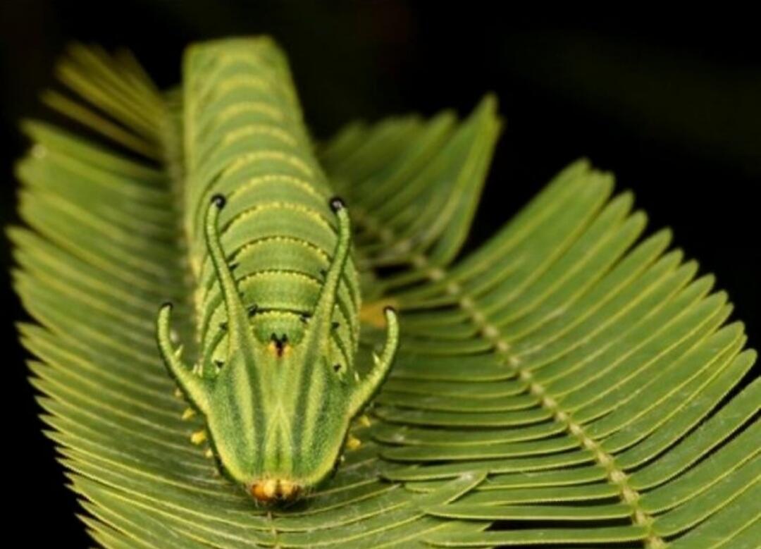 Dragonheaded Caterpillar — Ulat Bulu Berkepala Naga yang Akan Membuatmu Takjub