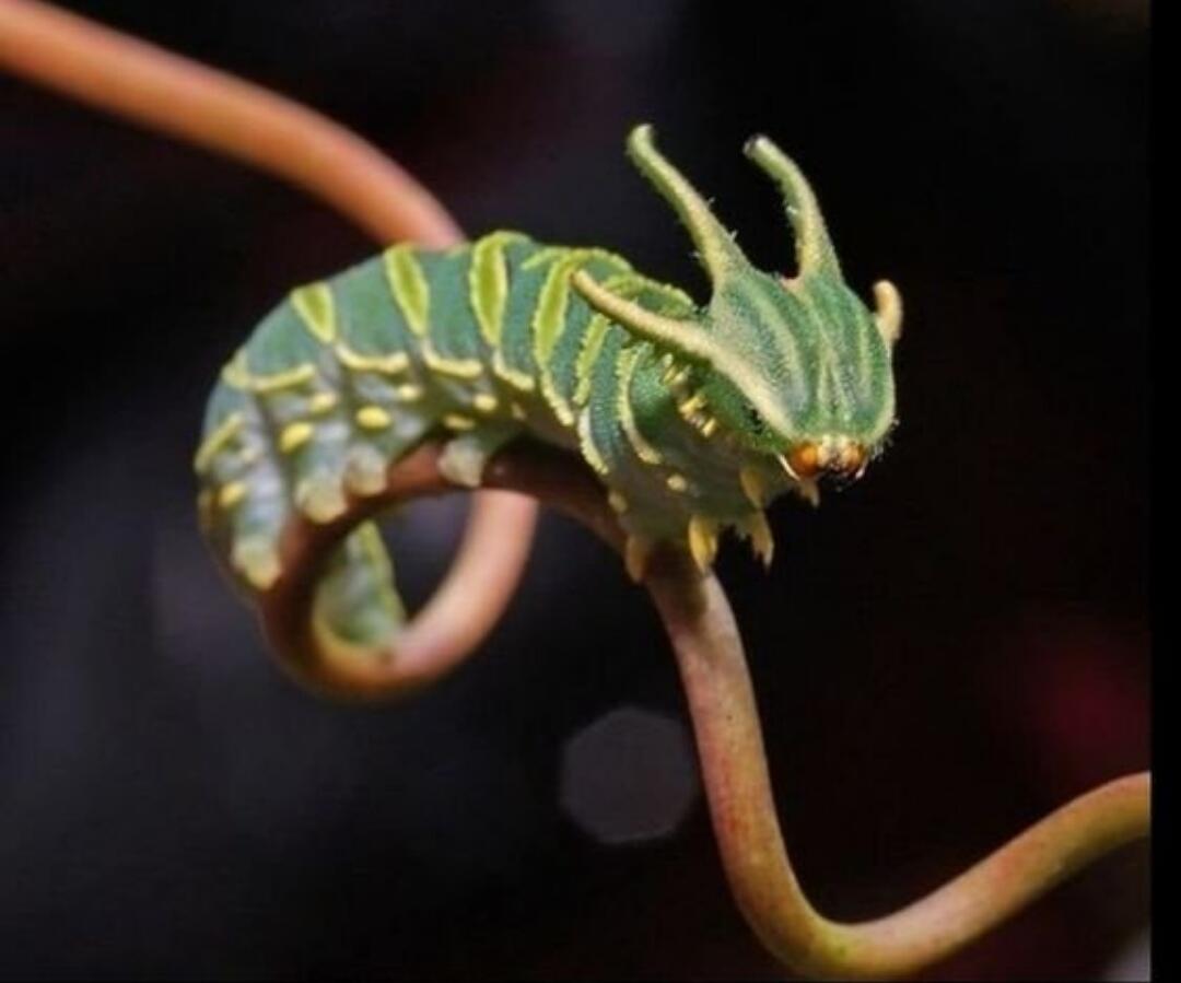 Dragonheaded Caterpillar — Ulat Bulu Berkepala Naga yang Akan Membuatmu Takjub