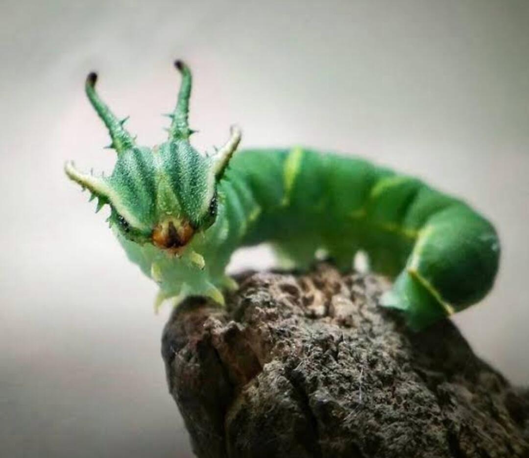 Dragonheaded Caterpillar — Ulat Bulu Berkepala Naga yang Akan Membuatmu Takjub