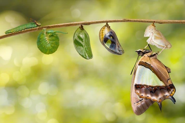 Dragonheaded Caterpillar — Ulat Bulu Berkepala Naga yang Akan Membuatmu Takjub