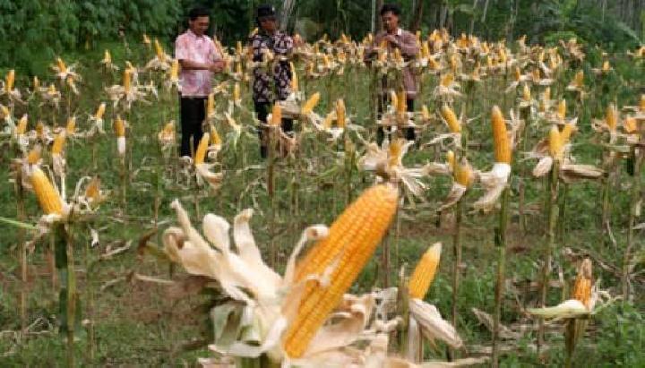 Kementan: Indonesia Kaya Pangan Lokal Alternatif Hadapi Krisis Pangan