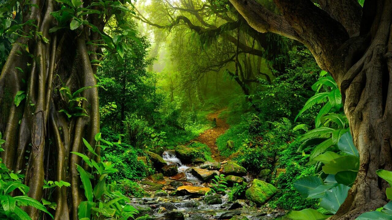 Hutan Amazon Telah Mencapai Titik Kritis