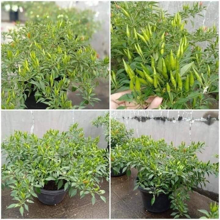 TIPS SUKSES MENANAM CABE RAWIT