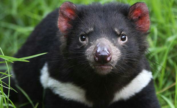 Mengenal Sejarah Hewan Tasmania Devil