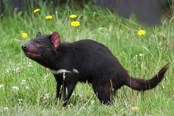 Mengenal Sejarah Hewan Tasmania Devil