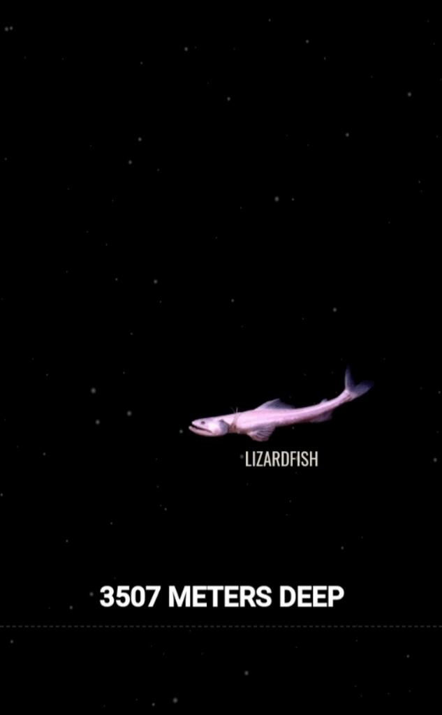 Gambaran Aneka Ikan Laut Dalam, Lebih Panjang Dari Long Cat Sekalipun!