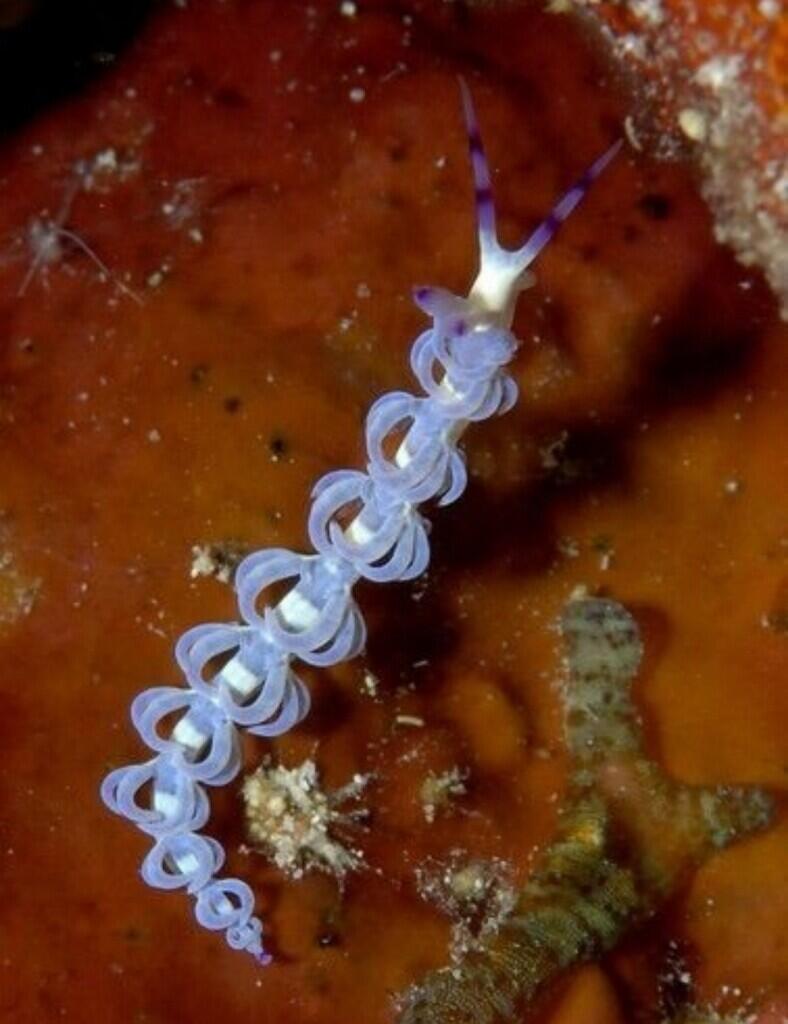 3 Binatang Dasar Laut dengan Wujud Aneh Namun Memukau