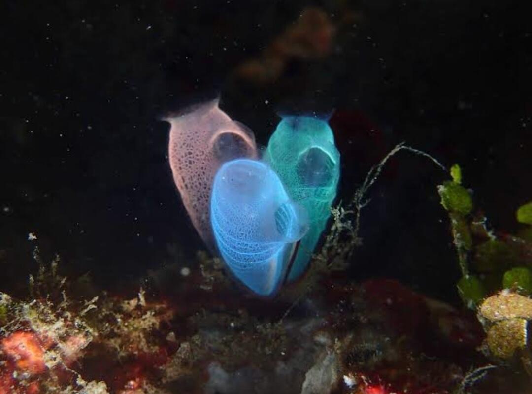 3 Binatang Dasar Laut dengan Wujud Aneh Namun Memukau