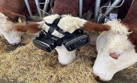 Menggunakan Kacamata VR pada Sapi untuk Meningkatkan Produksi Susu