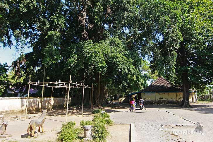 Konon Bisa Datangkan Jodoh, Ini Sejarah Pohon Sulastri di Langenharjo Sukoharjo