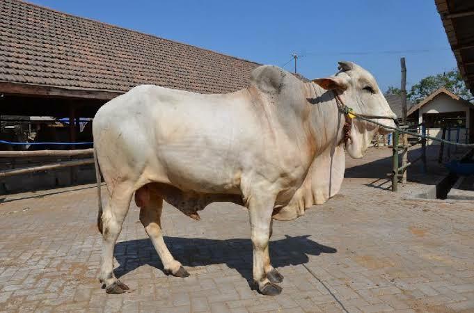 5 Bagian Sapi Yang Bisa Dimakan Selain Daging, Cocok Untuk Referensi Masakanmu Nih!