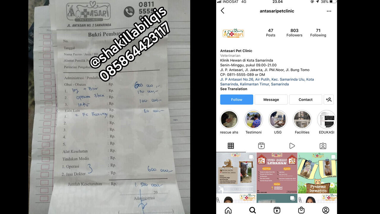 Banyak Penipu Open Donasi Bantu Hewan Terlantar, 6 Kucing Mati, Belasan Terlantar