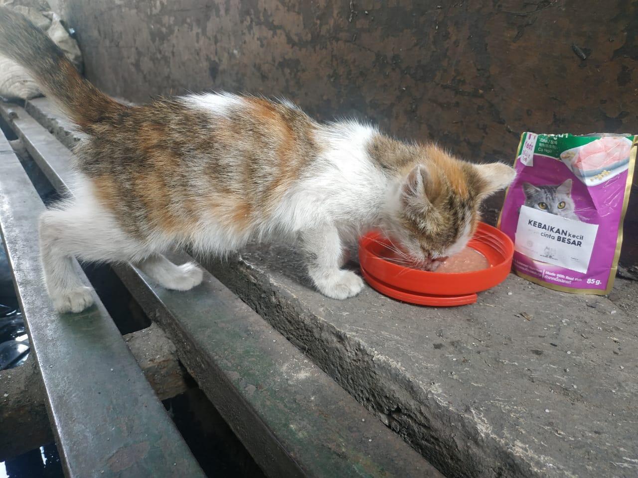 Banyak Penipu Open Donasi Bantu Hewan Terlantar, 6 Kucing Mati, Belasan Terlantar