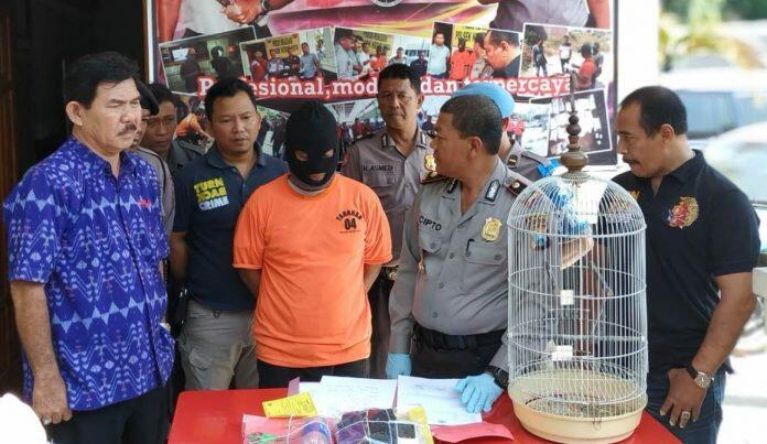 Meresahkan Para Kicau Mania, Waspada Marak Pencuri Spesialis Burung Mahal