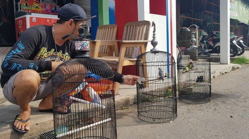 Meresahkan Para Kicau Mania, Waspada Marak Pencuri Spesialis Burung Mahal