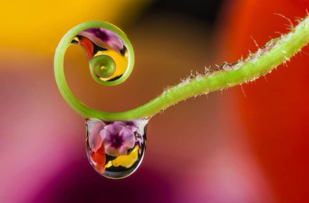 Hobby Fotografi Macro? Ini Dia 5 Potret Macro Embun Air yang Membuat Hatimu Tentram