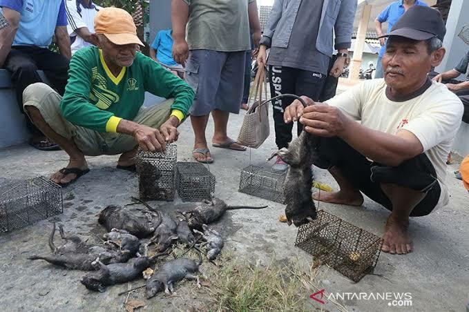 Bahaya Tikus Masuk Rumah, Bisa Menularkan Penyakit Ini Gan! Usir Sekarang Juga!