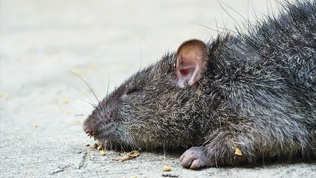 Bahaya Tikus Masuk Rumah, Bisa Menularkan Penyakit Ini Gan! Usir Sekarang Juga!