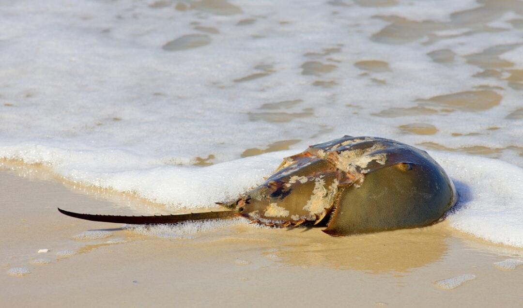 6 Hewan Laut Janggal dan Membingungkan yang Butuh Penjelasan Lebih Lanjut