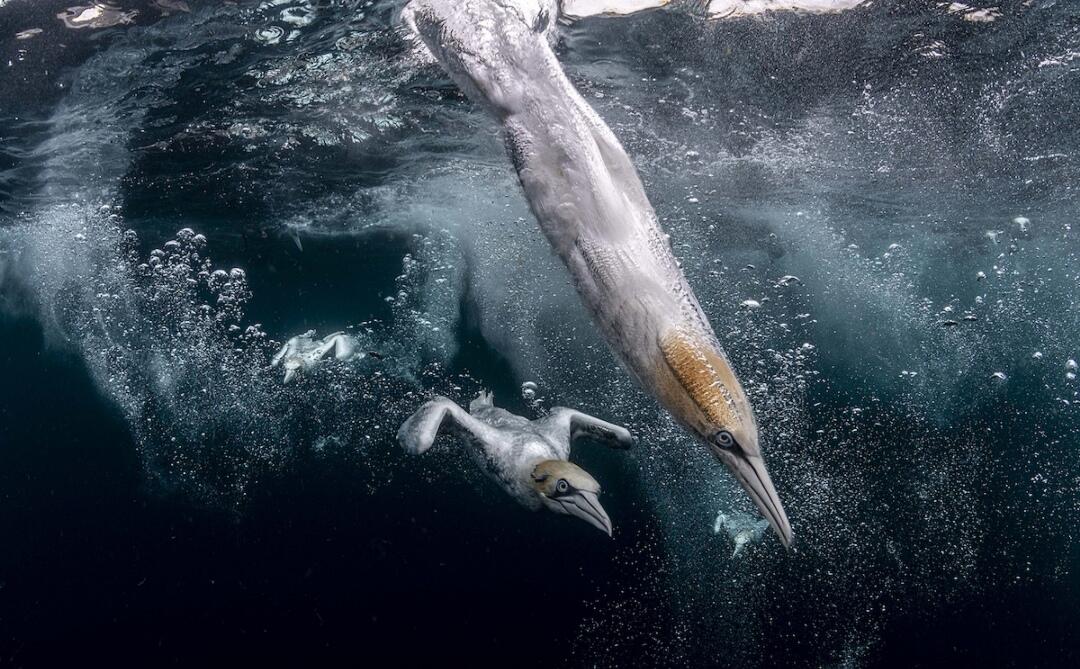 12 Potret Luar Biasa yang Memenangkan Ocean Photography of The Year 2022