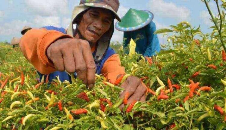 Tinggal di Desa dan Memiliki Hobi Berkebun? Ini Dia Keuntungan yang Bisa Didapatkan