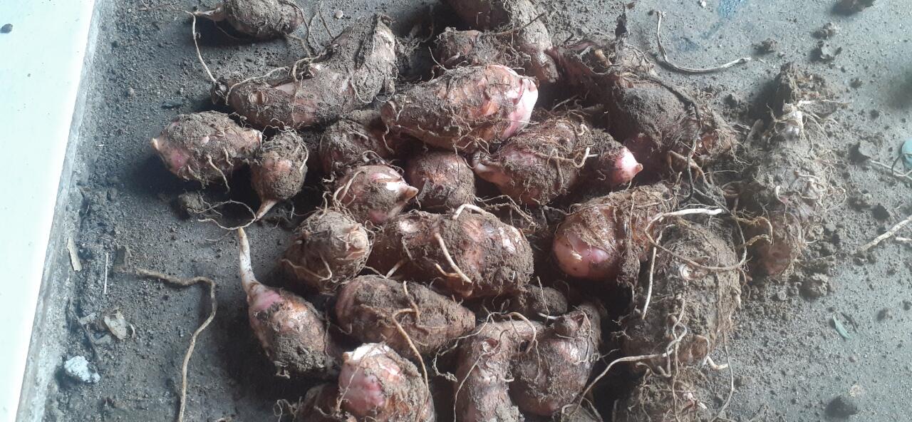Sayur Asem Talas, Menu Sederhana Menggugah Selera