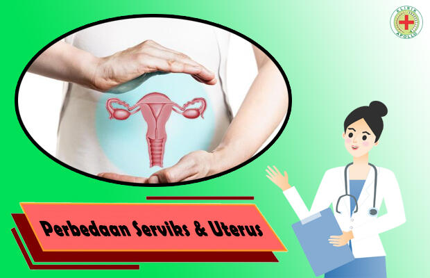 Apa Perbedaan Serviks dan Uterus Pada Sistem Reproduksi Wanita?