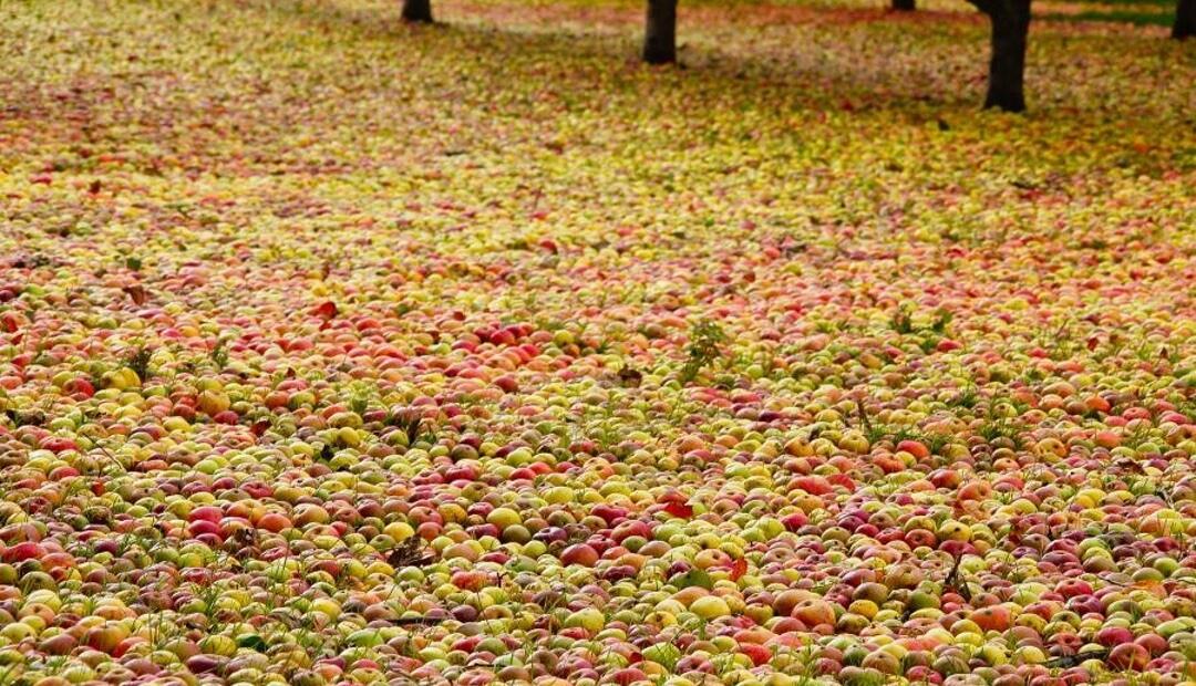Mengenal Fenomena Alam Apple Carpet yang Sangat Unik dan Belum Pernah Kamu Ketahui