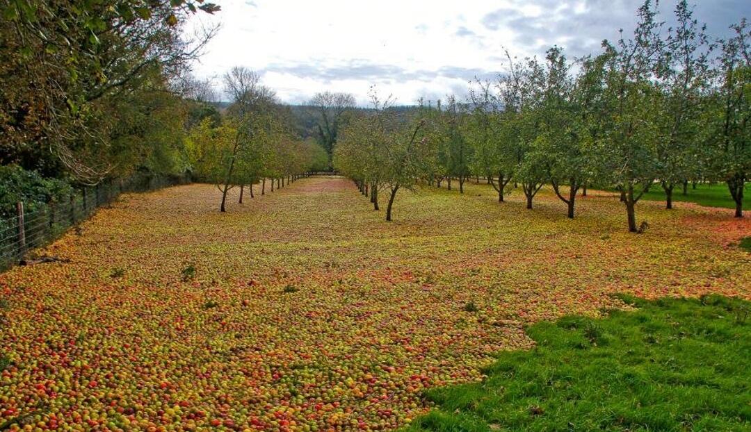 Mengenal Fenomena Alam Apple Carpet yang Sangat Unik dan Belum Pernah Kamu Ketahui