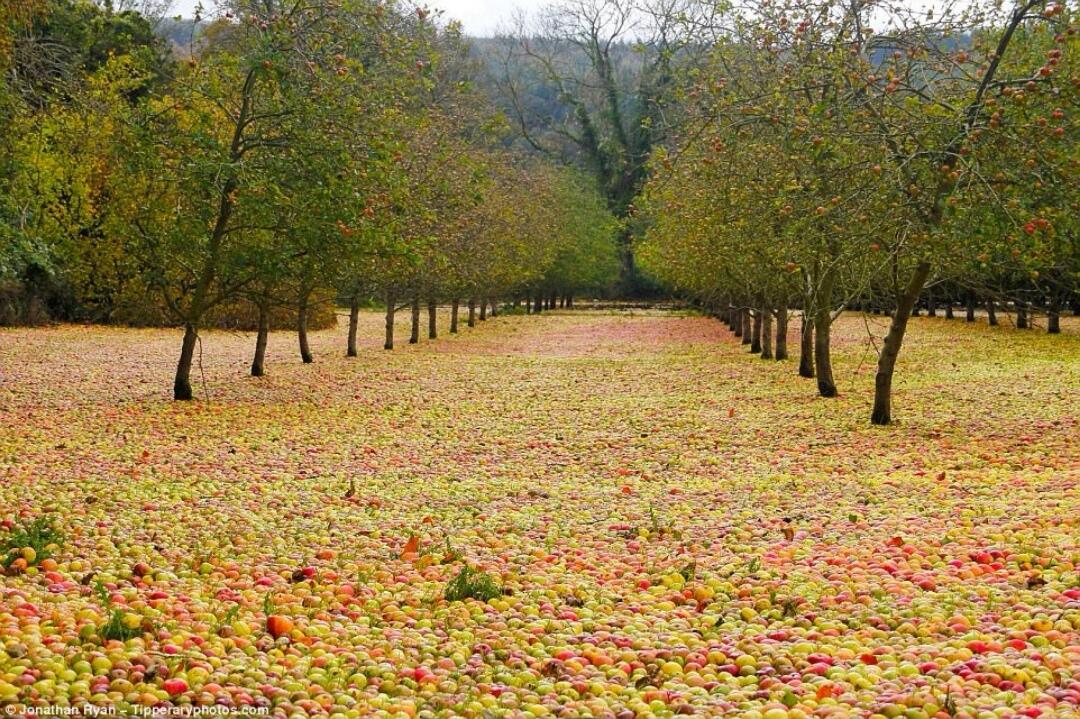 Mengenal Fenomena Alam Apple Carpet yang Sangat Unik dan Belum Pernah Kamu Ketahui